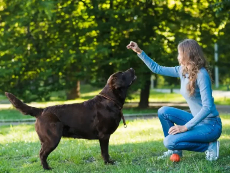 Marketing Agency for Dog Training